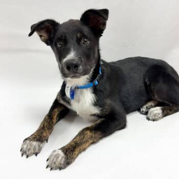 854 (2026) Tom -  German Shepherd Dog and Mixed Breed Dog for Adoption in Parker, Colorado - 854 (2026) Tom | PetCurious