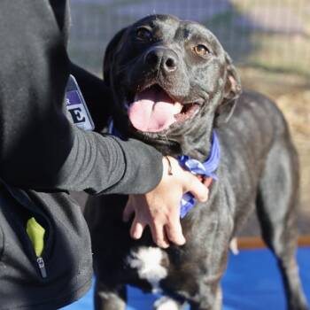 Labrador Retriever Dogs Available for Adoption - BRIAR | PetCurious