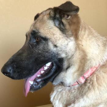 German Shepherd Dog and Mixed Breed Dogs Available for Adoption - Good Girl Amber Aka GiGi | PetCurious