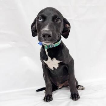 880 (2026) Otis -  Great Dane and Mixed Breed Dog for Adoption in Parker, Colorado - 880 (2026) Otis | PetCurious