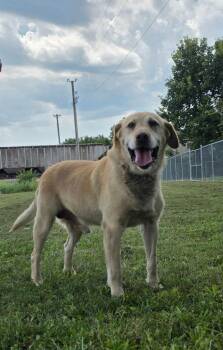 Tater -  Labrador Retriever and Golden Retriever Dog for Adoption in Huntington, Indiana - Tater | PetCurious