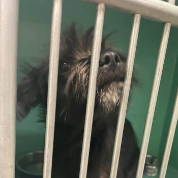 Callie 223947 -  Terrier Dog for Adoption in Spokane, Washington - Callie 223947 | PetCurious