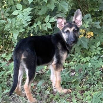 Mia -  German Shepherd Dog Dog for Adoption in Columbus, North Carolina - Mia | PetCurious