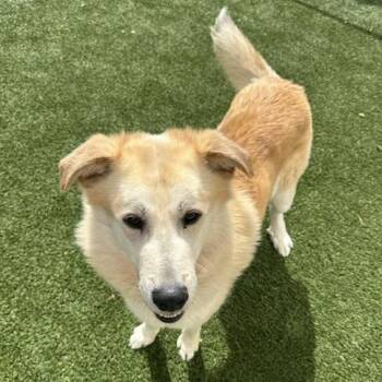 Great Pyrenees Dogs Available for Adoption in Indianapolis, Indiana - Max | PetCurious