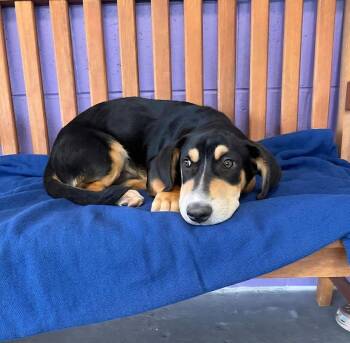 Basset Hound Dogs Available for Adoption in North Prairie, Wisconsin - **FURY** | PetCurious