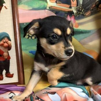 Prince -  Australian Shepherd and Mixed Breed Dog for Adoption in Normal, Illinois - Prince | PetCurious