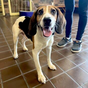 Chase -  Beagle Dog for Adoption in Olean, New York - Chase | PetCurious