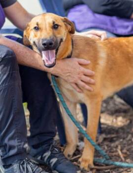 Harkle -  Mixed Breed Dog for Adoption in Chamblee, Georgia - Harkle | PetCurious