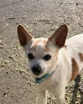 Mikey -  Chihuahua Dog for Adoption in Santa Rosa, California - Mikey | PetCurious