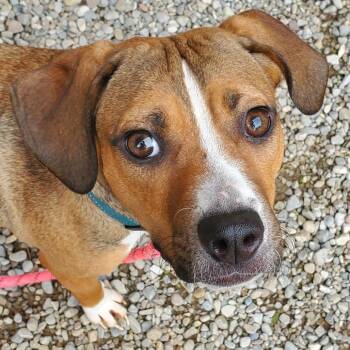 Pumpkin -  Mixed Breed Dog for Adoption in Fairport, New York - Pumpkin | PetCurious