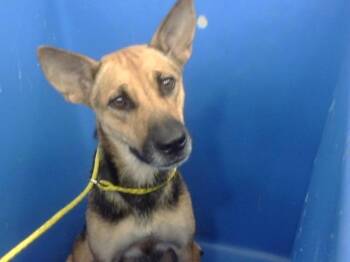 Rescue Mixed Breed Dogs for Adoption in Dallas, Texas - BIBI | PetCurious