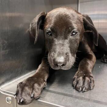 Black Labrador Retriever and Shepherd Dogs Available for Adoption in Hattiesburg, Mississippi - Zuul | PetCurious