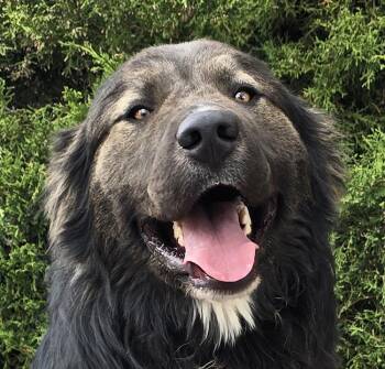 Great Pyrenees and Bernese Mountain Dog Dogs Available for Adoption in North Valley, New Mexico - Magnificent Mr Maki ~ GREAT Pyr Bernese ! | PetCurious