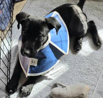 Black Labrador Retriever Dogs Available for Adoption - Homero 6132 | PetCurious