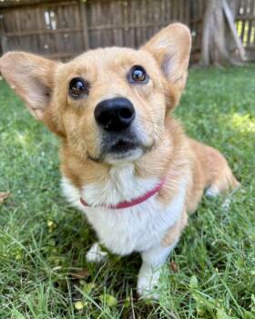 Abigail -  Pembroke Welsh Corgi Dog for Adoption in Red Bluff, California - Abigail | PetCurious