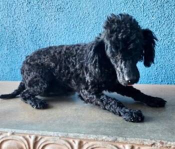 Milo -  Miniature Poodle Dog for Adoption in Severance, Colorado - Milo | PetCurious