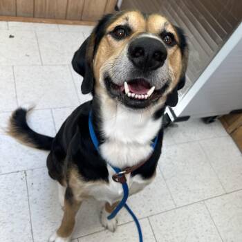 Mixed Breed Dogs Available for Adoption in Columbiana, Alabama - Griffin (Was Artemas) | PetCurious