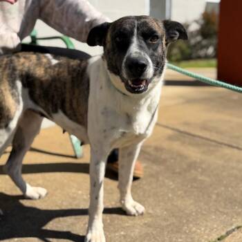Mixed Breed Dogs Available for Adoption in Corinth, Mississippi - Maya | PetCurious