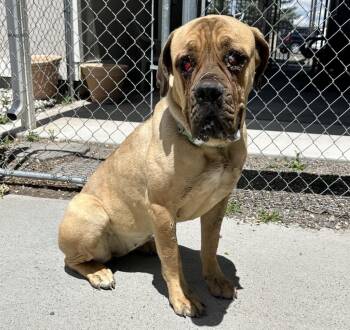 61227967 -  Mastiff Dog for Adoption in Elko, Nevada - 61227967 | PetCurious