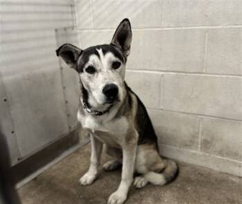 Rescue Siberian Husky Dogs for Adoption in San Bernardino, California - MILO | PetCurious