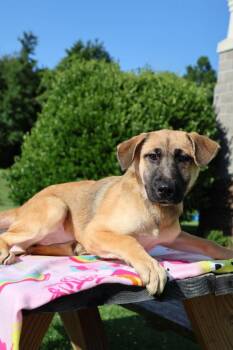Christina -  Mixed Breed Dog for Adoption in Columbia, Tennessee - Christina | PetCurious