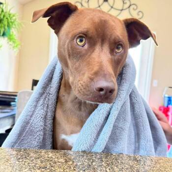 Royce -  Catahoula Leopard Dog and Retriever Dog for Adoption in Corpus Christi, Texas - Royce | PetCurious