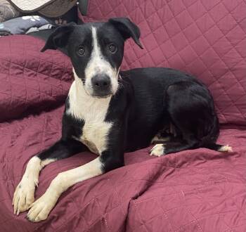 Rescue Labrador Retriever Dogs for Adoption in Little Rock, Arkansas - Anita | PetCurious