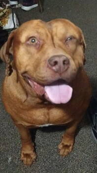 Rescue Dogue De Bordeaux Dogs for Adoption in Dallas, Texas - Canela (New Digs) | PetCurious