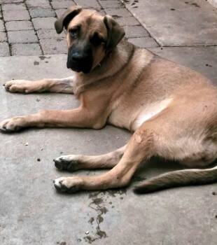 Rescue Cane Corso and German Shepherd Dog Dogs for Adoption in Wrightwood, California - Greta | PetCurious