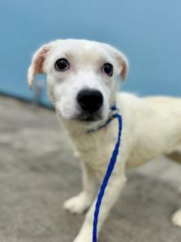 Mixed Breed Dogs Available for Adoption in New Orleans, Louisiana - Baylee | PetCurious