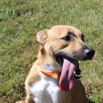 Waffles -  Shepherd Dog for Adoption in Lebanon, Tennessee - Waffles | PetCurious
