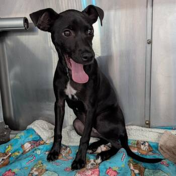 Luna -  Mixed Breed Dog for Adoption in Allegan, Michigan - Luna | PetCurious