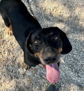 Rescue Black And Tan Coonhound and Mixed Breed Dogs for Adoption in Pensacola, Florida - CYRUS | PetCurious