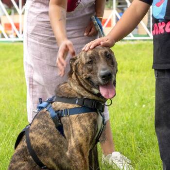 Floki -  Shepherd and Mixed Breed Dog for Adoption in Washington, District Of Columbia - Floki | PetCurious