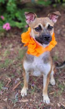 Sissy -  Pug and Chihuahua Dog for Adoption in Vernon, Texas - Sissy | PetCurious