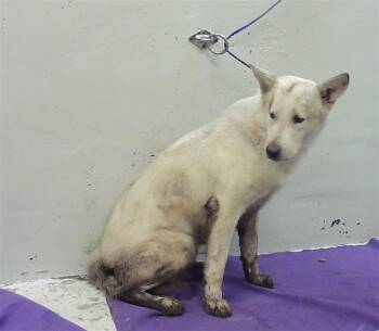 Siberian Husky and Mixed Breed Dogs Available for Adoption in Houston, Texas - XAVIER | PetCurious