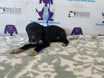 Labrador Retriever and Mixed Breed Dogs Available for Adoption - A591970 | PetCurious