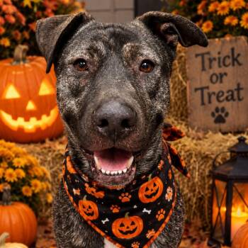 Bolton -  Shepherd and Mixed Breed Dog for Adoption in Hinesville, Georgia - Bolton | PetCurious