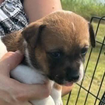 Alexis -  Mixed Breed Dog for Adoption in Madison, Wisconsin - Alexis | PetCurious