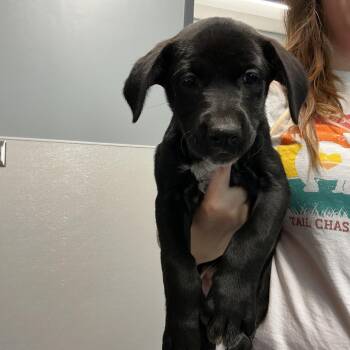 Betty -  Black Labrador Retriever and Mixed Breed Dog for Adoption in Saint Joseph, Missouri - Betty | PetCurious