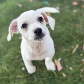 Chihuahua Dogs Available for Adoption in Phoenix, Arizona - Oscar | PetCurious