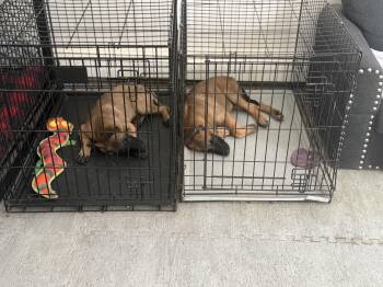 Rescue Belgian Shepherd Malinois Dogs for Adoption in Chelmsford, Massachusetts - Bobbie Ann And Kiley Jane | PetCurious