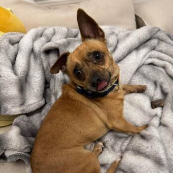 Chihuahua Dogs Available for Adoption - Bear | PetCurious