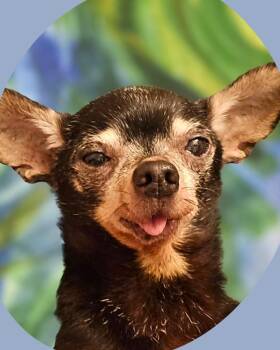 Peanut Butter -  Chihuahua Dog for Adoption in College Station, Texas - Peanut Butter | PetCurious