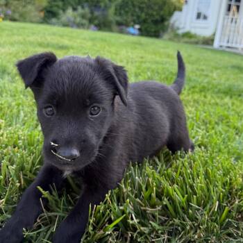 Retriever and Terrier Dogs Available for Adoption in Los Angeles, California - Miranda | PetCurious