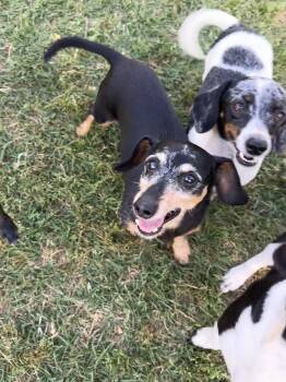 Miniature Dachshund Dogs Available for Adoption in Chickasha, Oklahoma - Otis | PetCurious