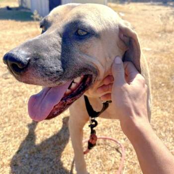 Rescue Black Mouth Cur Dogs for Adoption in Longview, Texas - Dack | PetCurious
