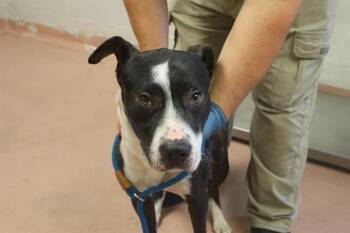 RHETT -  Mixed Breed Dog for Adoption in Columbia, South Carolina - RHETT | PetCurious