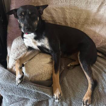 Scottie -  Australian Shepherd Dog for Adoption in Mooresville, North Carolina - Scottie | PetCurious