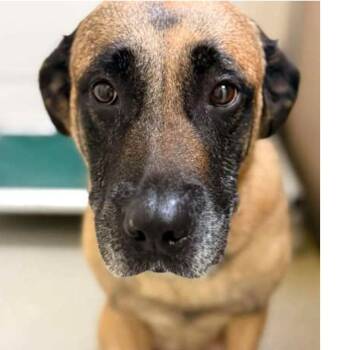 Shepherd and Yellow Labrador Retriever Dogs Available for Adoption - The Chuckster  | PetCurious